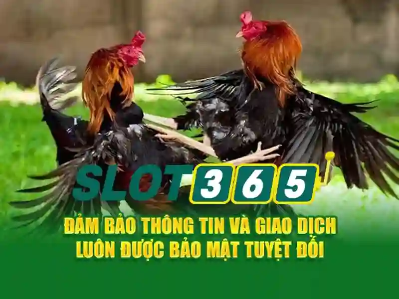 Nền tảng Slot365 là gì