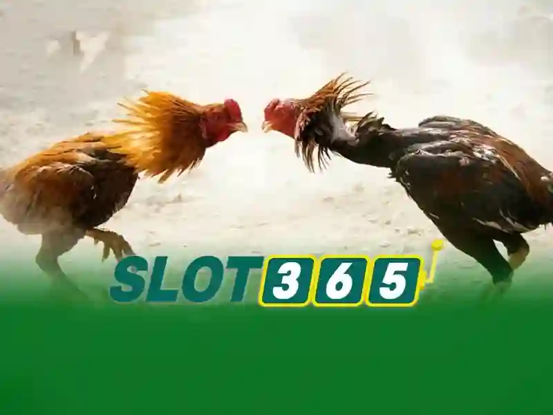slot365 slot – Đột phá nền tảng và trải nghiệm slot365 slot