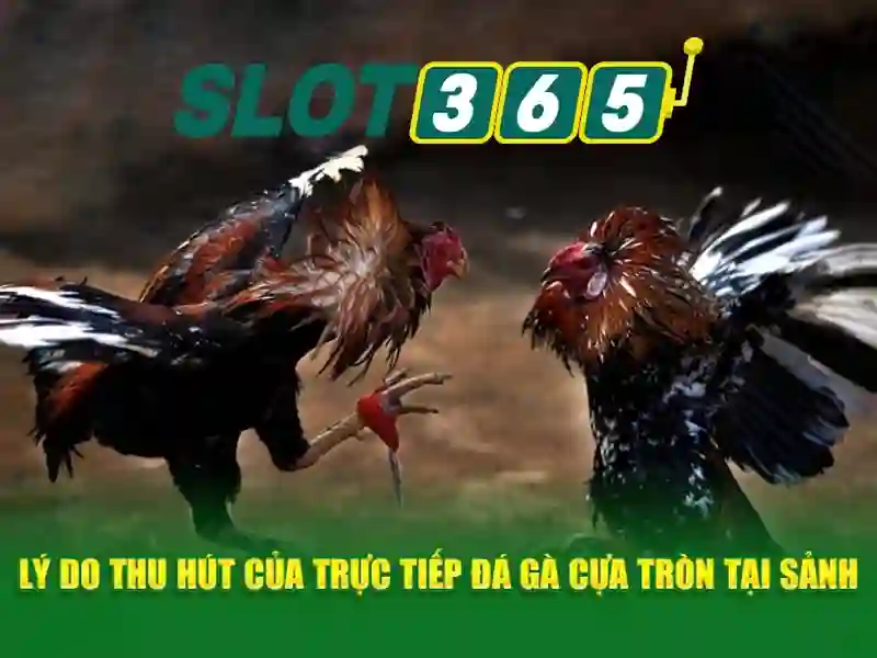Khuyến mãi Slot365 - Trải nghiệm tuyệt vời và an toàn