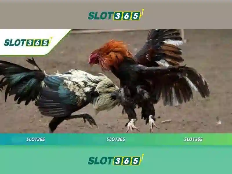 Slot365: Nền tảng máy đánh bạc trực tuyến