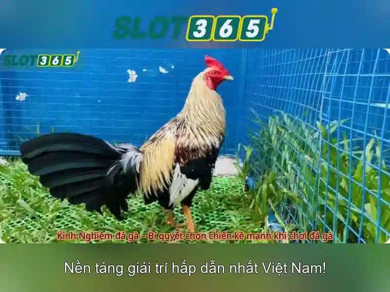 Hướng dẫn tham gia và thanh toán